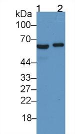 Ferroportin Antibody in Western Blot (WB)