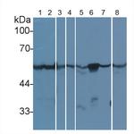 beta Tubulin Antibody in Western Blot (WB)