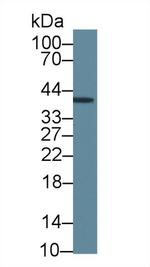 INHA Antibody in Western Blot (WB)