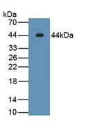 INHA Antibody in Western Blot (WB)