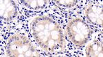 ERK2 Antibody in Immunohistochemistry (Paraffin) (IHC (P))