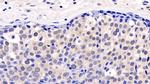 ERK2 Antibody in Immunohistochemistry (Paraffin) (IHC (P))