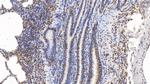 ERK2 Antibody in Immunohistochemistry (Paraffin) (IHC (P))