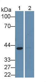 ERK2 Antibody in Western Blot (WB)