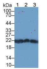 PRDX2 Antibody in Western Blot (WB)