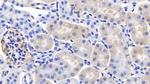 Cyclophilin A Antibody in Immunohistochemistry (Paraffin) (IHC (P))