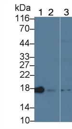 Cyclophilin A Antibody in Western Blot (WB)