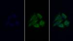 Ferritin Heavy Chain Antibody in Immunocytochemistry (ICC/IF)