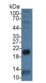 Ferritin Heavy Chain Antibody in Western Blot (WB)