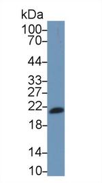 IL-17F Antibody in Western Blot (WB)