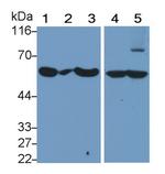 CEACAM1 Antibody in Western Blot (WB)