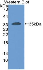 CEACAM1 Antibody in Western Blot (WB)