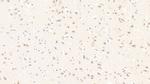 MOG Antibody in Immunohistochemistry (Paraffin) (IHC (P))