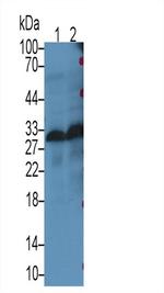 MOG Antibody in Western Blot (WB)