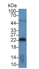 FGF13 Antibody in Western Blot (WB)