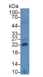 FGF13 Antibody in Western Blot (WB)