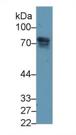 Periostin Antibody in Western Blot (WB)