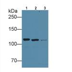 Vinculin Antibody in Western Blot (WB)