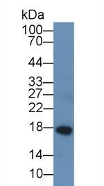 Chemerin Antibody in Western Blot (WB)