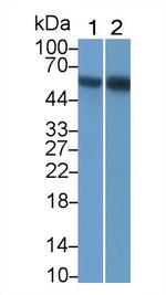 RIP3 Antibody in Western Blot (WB)