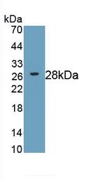 RIP3 Antibody in Western Blot (WB)