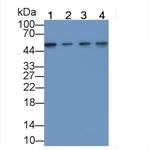 ENO1 Antibody in Western Blot (WB)