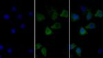 Calnexin Antibody in Immunocytochemistry (ICC/IF)