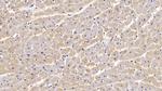 Calnexin Antibody in Immunohistochemistry (Paraffin) (IHC (P))