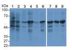 Calnexin Antibody in Western Blot (WB)