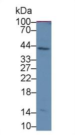 SERPINB3 Antibody in Western Blot (WB)