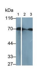 HSPA1A Antibody in Western Blot (WB)