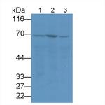 HSPA1A Antibody in Western Blot (WB)