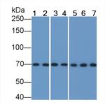 HSPA1A Antibody in Western Blot (WB)