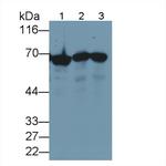 HSPA1A Antibody in Western Blot (WB)