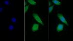 Prothrombin Fragment 1/2 Antibody in Immunocytochemistry (ICC/IF)