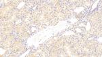 CTRP1 Antibody in Immunohistochemistry (Paraffin) (IHC (P))