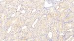 CTRP1 Antibody in Immunohistochemistry (Paraffin) (IHC (P))