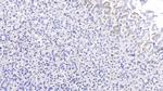 PCSK9 Antibody in Immunohistochemistry (Paraffin) (IHC (P))