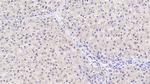 HPD Antibody in Immunohistochemistry (Paraffin) (IHC (P))