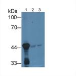 HPD Antibody in Western Blot (WB)