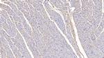 FSTL1 Antibody in Immunohistochemistry (Paraffin) (IHC (P))