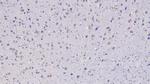 FSTL1 Antibody in Immunohistochemistry (Paraffin) (IHC (P))