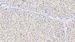 SAA Antibody in Immunohistochemistry (Paraffin) (IHC (P))