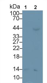 SAA Antibody in Western Blot (WB)