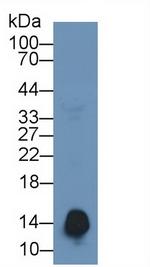 SAA Antibody in Western Blot (WB)