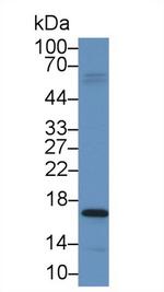 CGA Antibody in Western Blot (WB)