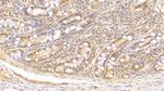 Complement C5a Antibody in Immunohistochemistry (Paraffin) (IHC (P))