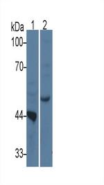 TDO2 Antibody in Western Blot (WB)