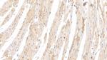 HRG Antibody in Immunohistochemistry (Paraffin) (IHC (P))