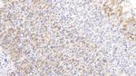 HRG Antibody in Immunohistochemistry (Paraffin) (IHC (P))